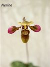 Paphiopedilum hookerae 